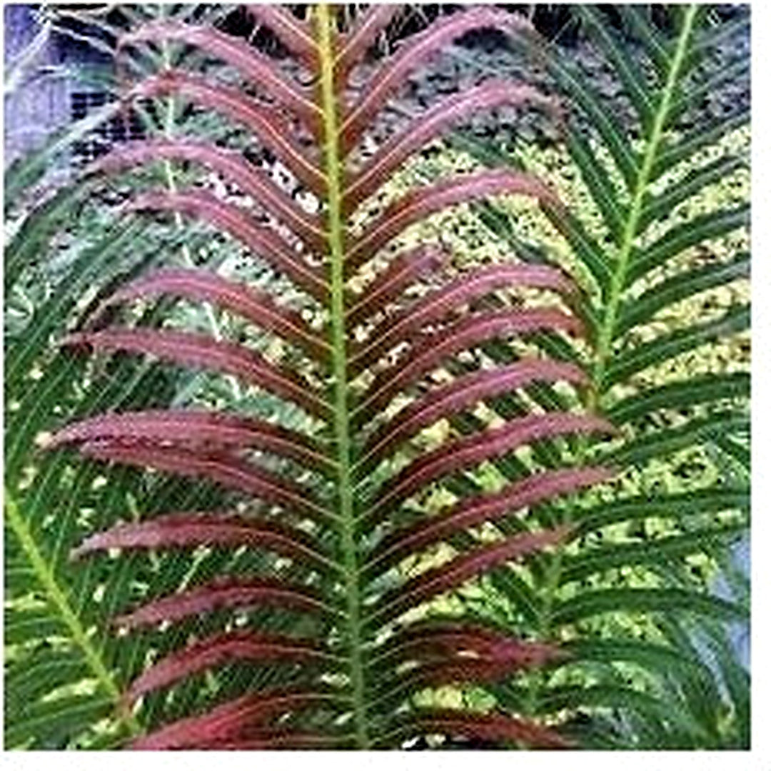 Green and Pink Fern Plant Seeds [neera-v5-e51d62295bef38d4c5e3]