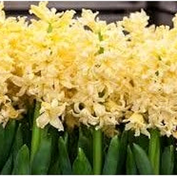 Yellow Hyacinthus Orientalis Flower Seeds for Planting [neera-v5-e5230169744ce854e1ec]