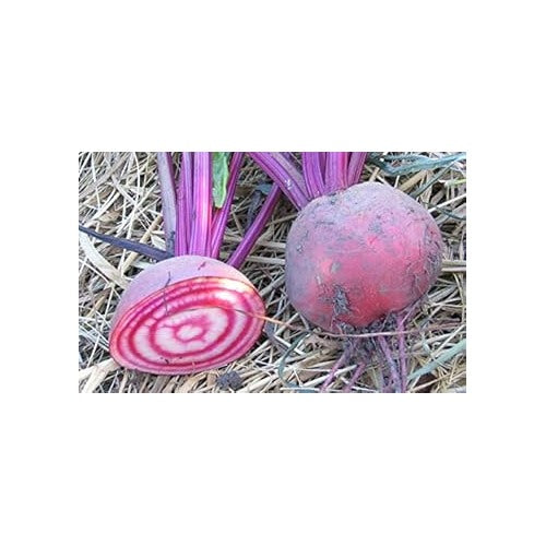 Purple Beet Seeds for Planting [neera-v5-e524182f19819c69e10e]