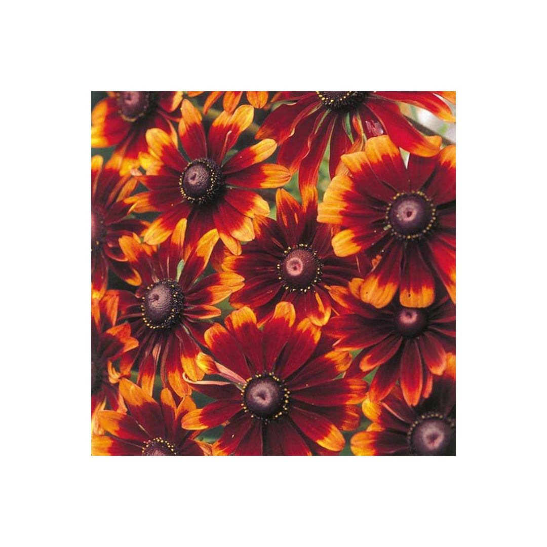 Orange Heirloom Non Gmo Chocolate Rudbeckia Flower Pollinator Gardens And Vibrant Planting [neera-v5-e524f8ef01f504e54f91]