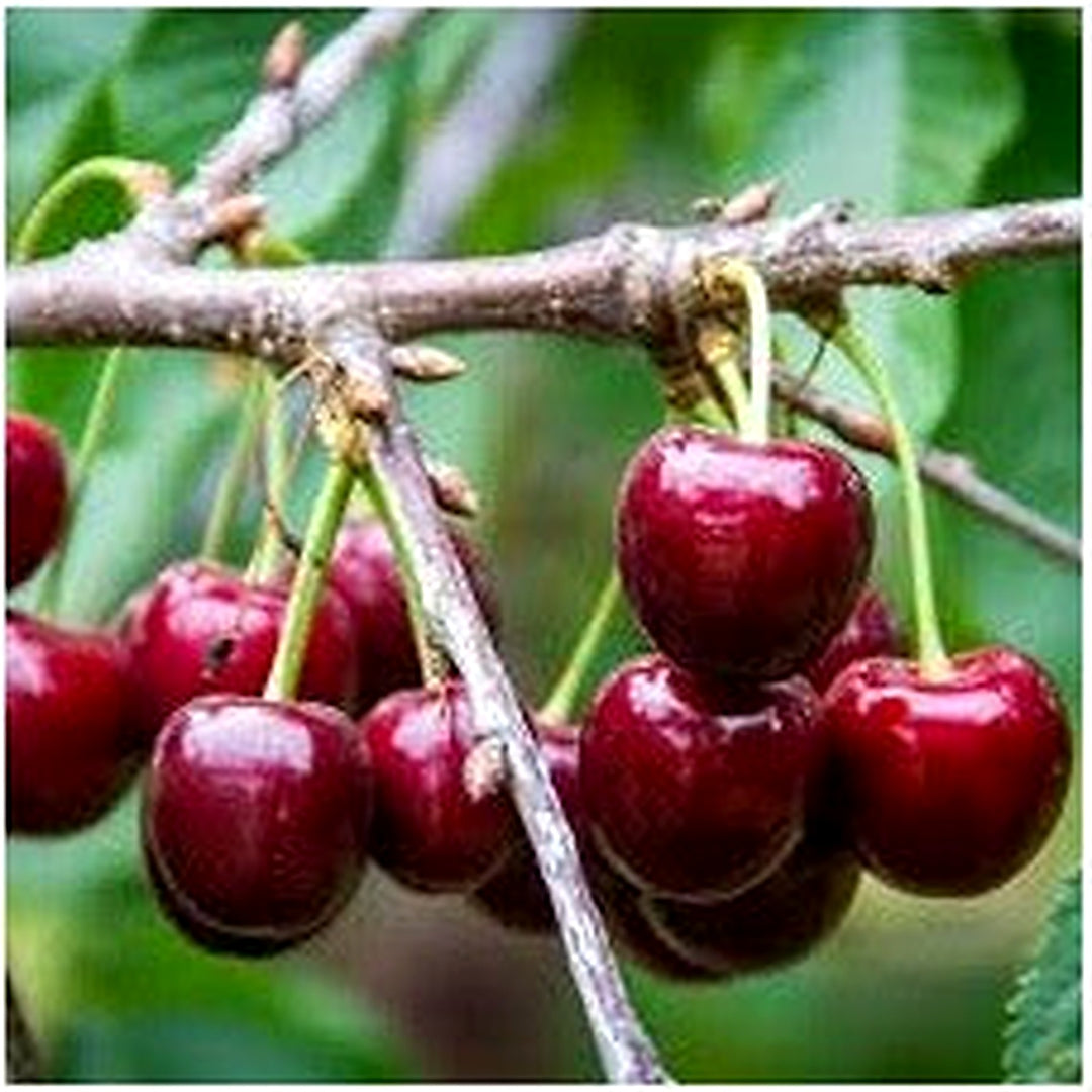 Lapins Sweet Cherry Fruit Seeds for Garden Planting [neera-v5-e52cb592c6d35b95a3ac]