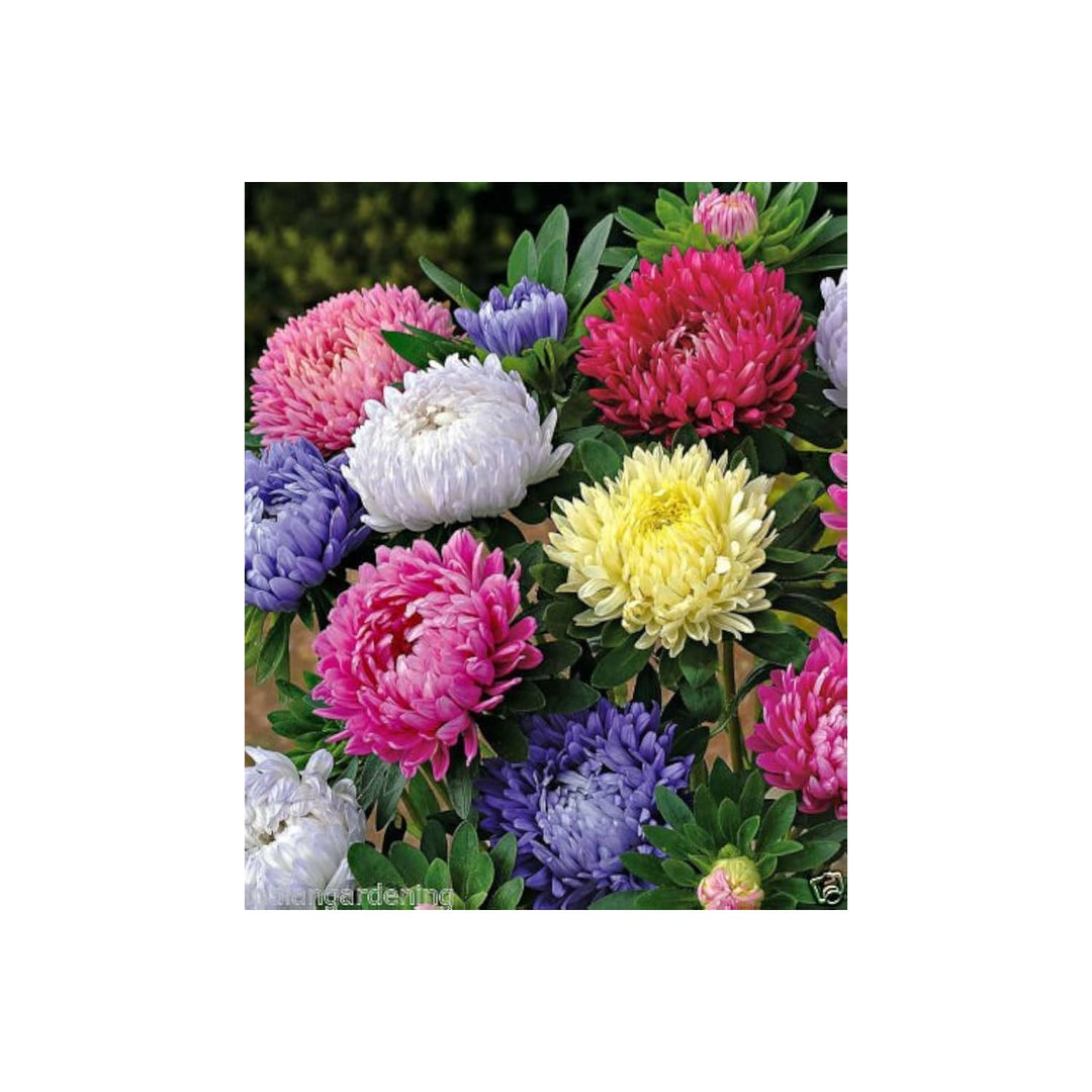 Aster Symphyotrichum Novae Angliae New Engl Mix Flower For Planting Great For Pollinator Gardens [neera-v5-e536fc9ba5e23108a467]
