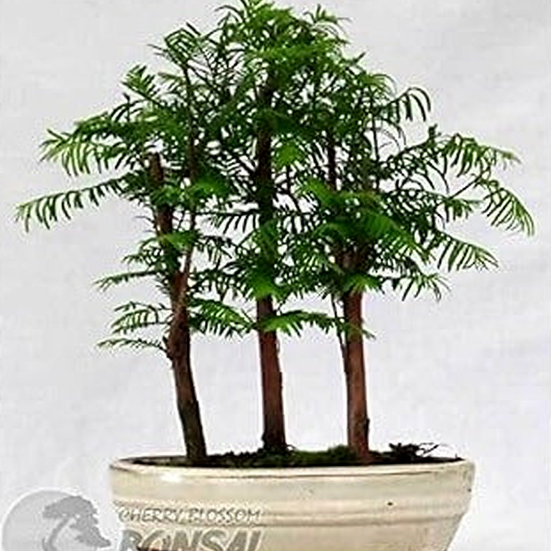 Green Glyptostroboides Plant Seeds for Planting [neera-v5-e5525c01529f931cfa70]