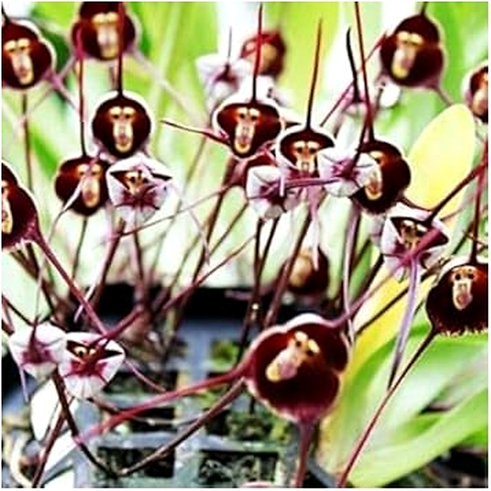 Monkey Face Violet Flower Seeds for Planting [neera-v5-e5539d2d3e6fd9278de0]