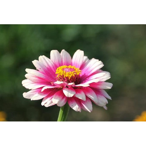 Carrousel Mix Zinnia For Colorful Garden Displays Flower Seeds for Home Garden Planting, Vibrant [neera-v5-e5718cb218983f334d94]
