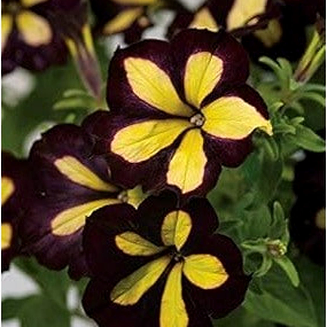 Chocolate Petunia Flower Seeds for Planting [neera-v5-e57780828977dd74b8e6]