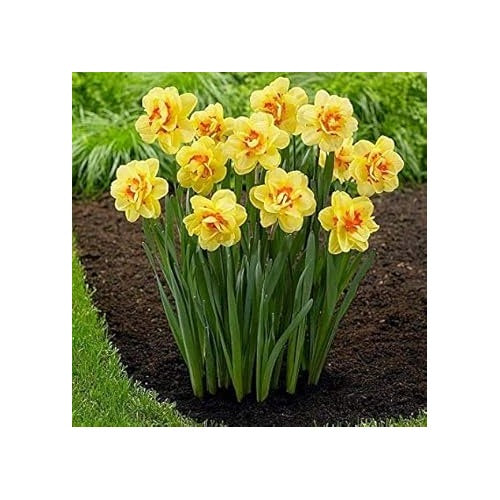 Yellow Double Petals Daffodils Seeds [neera-v5-e58215abc18af4fb97f1]