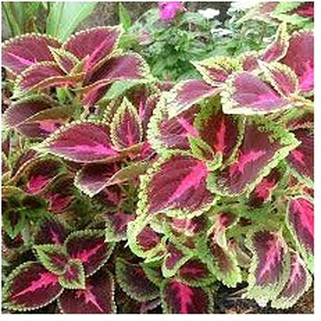 Light Yellow Pink Coleus Plant Seeds for Planting [neera-v5-e591bb7841c1511378ea]