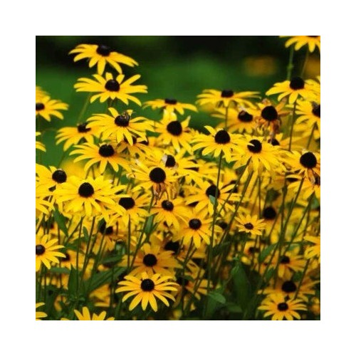 Black Eyed Susan Planting Rudbeckia Hirta Attracts Pollinators Usa Heirloom Non Gmo Flower [neera-v5-e59b706aab80673d5111]