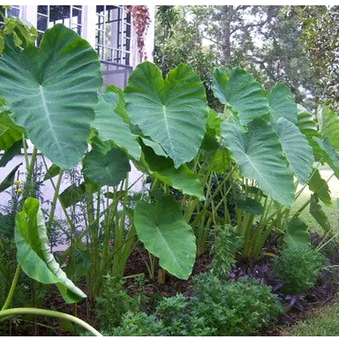 Heirloom Colocasia Elephant Ear Plant For Planting Non Gmo Flower Seeds for Home Garden Planting, [neera-v5-e5ac7770716c6fdb4ca6]