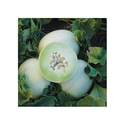 Green Flesh Honeydew Melon Seeds [neera-v5-e5b0bae0b36e5363d065]