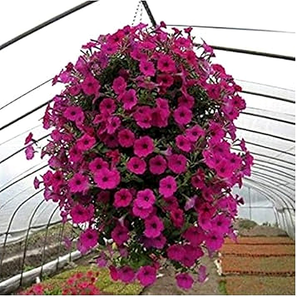 Pink Hanging Petunia Flower Seeds for Planting [neera-v5-e5c34331b1d702a9facb]