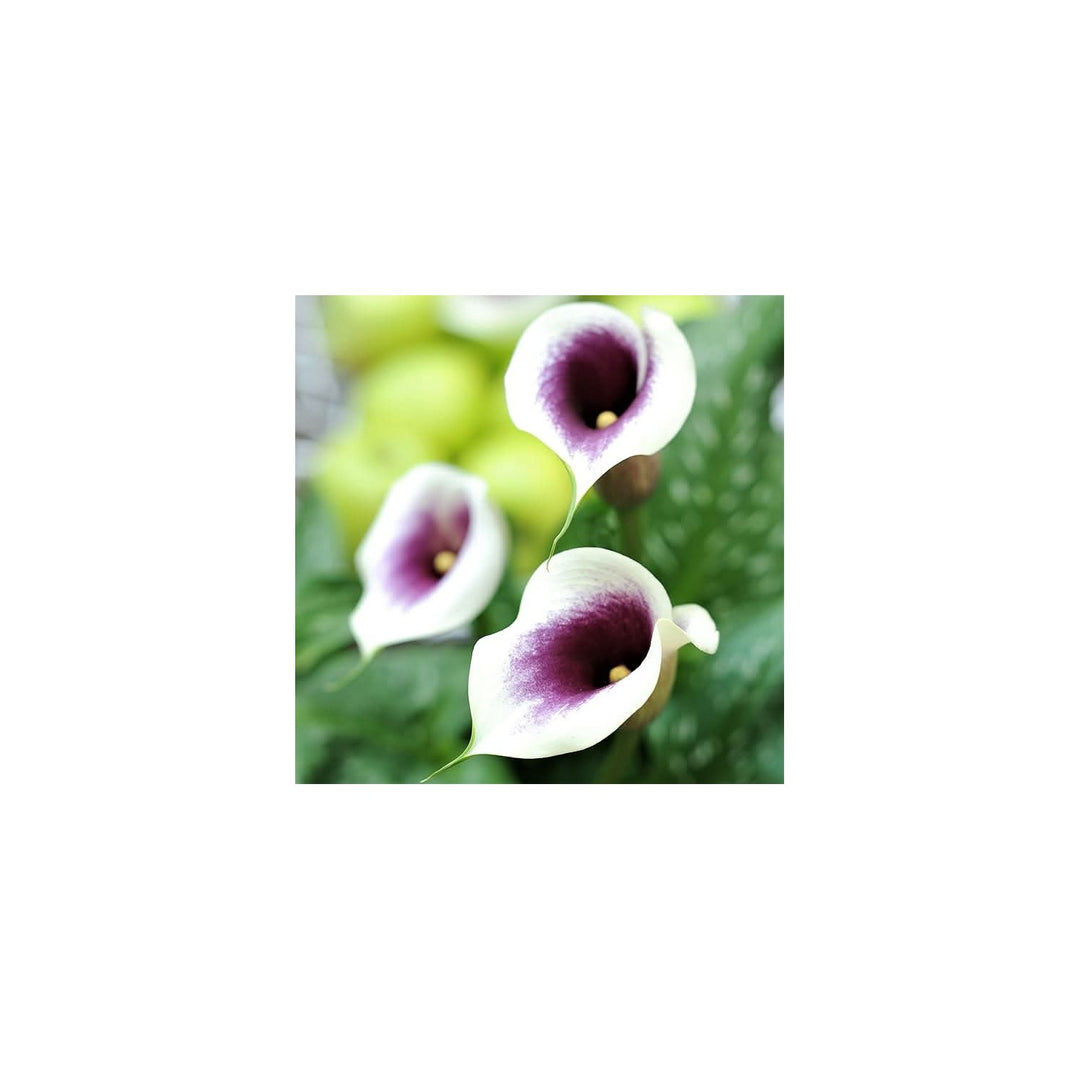 Calla Lily Zantedeschia Aethiopica Flower For Planting In Indoor Pots And Moist Garden Areas Flower [neera-v5-e5ca8e5e8efdfe911eb1]