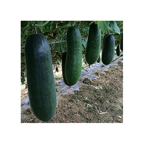 Winter Melon Seeds for Planting | Heirloom, Non-GMO, High Germination Organic Garden Seeds [neera-v5-e5d2ae00e37e17ae3c50]