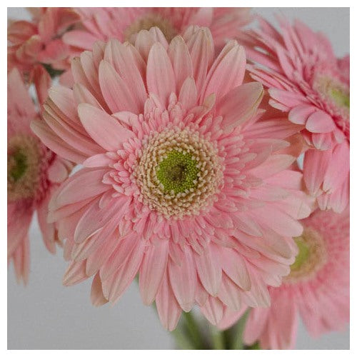 Light Pink Gerbera Heirloom Non-GMO Seeds for Planting [neera-v5-e5d4812f2706b0f46a72]