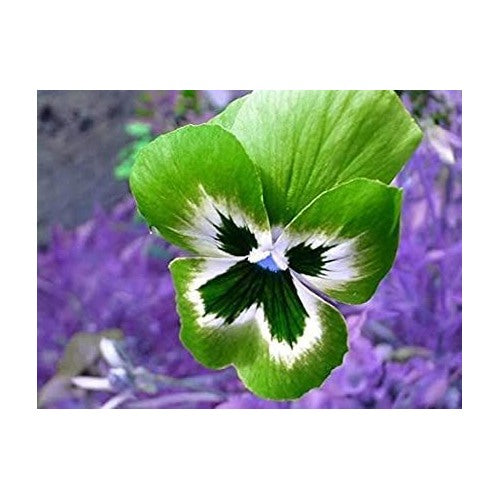 Organic Green Pansy Flower Seeds for Planting [neera-v5-e5ea3b9cdd9536fb5823]