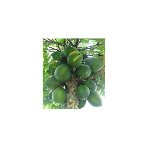 Melonenbaum Fruit Seeds for Planting | Heirloom Non-GMO Organic Seeds for Refreshing Garden Melons [neera-v5-e5ea9f3baca804b97643]