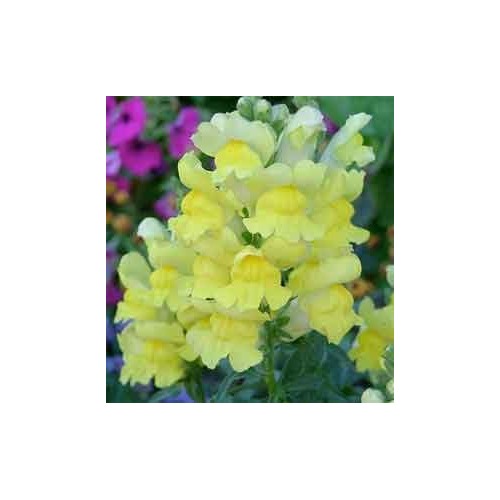 Heirloom Non-GMO Light Yellow Sweet Pea Flower Seeds [neera-v5-e5f11c9f6c401cdba132]