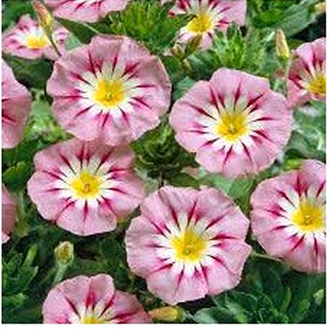 Pink Yellow Leucanthemum Seeds for Planting [neera-v5-e5f1e1cdc8cf2774facd]