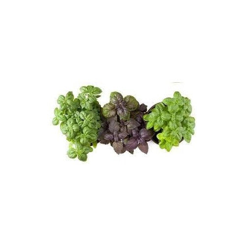 Basil Seed Mix for Planting [neera-v5-e5f5d79c769e7f609fc6]