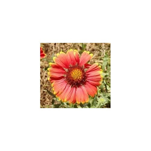 Heirloom Non Gmo Gaillardia Tokajer Flower For Planting Drought Tolerant Summer Blooms Flower Seeds [neera-v5-e5f68feefce212fe90ec]