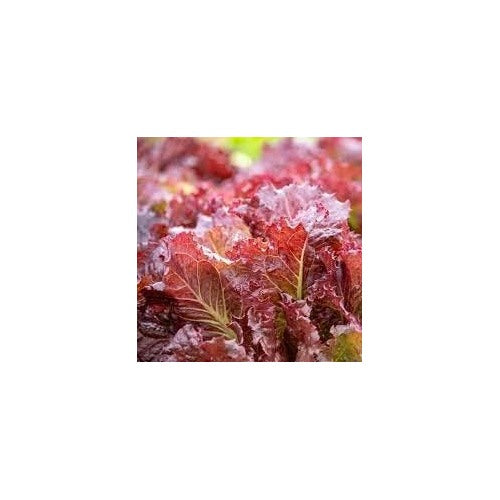 Heirloom Non-GMO Red Lettuce Seeds for Planting [neera-v5-e5f76a9ccdc6709d1002]