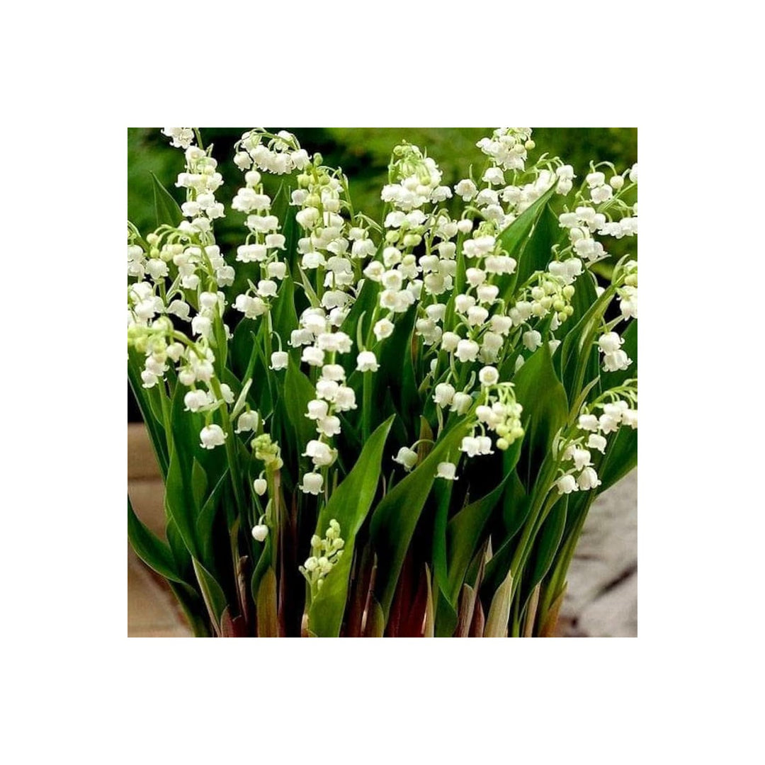 Lily Of The Valley Convallaria Majalis Flower For Planting In Shaded Home Garden Beds Woodland Heirloom Non Gmo Seeds for Planting Organic Garden Seeds [neera-v5-e5fe6f0ad3ac31d7b41a]