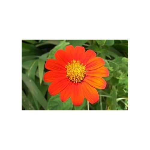 Red Tithonia Rotundifolia Flower Seeds for Planting [neera-v5-e5ff5411783fff484456]