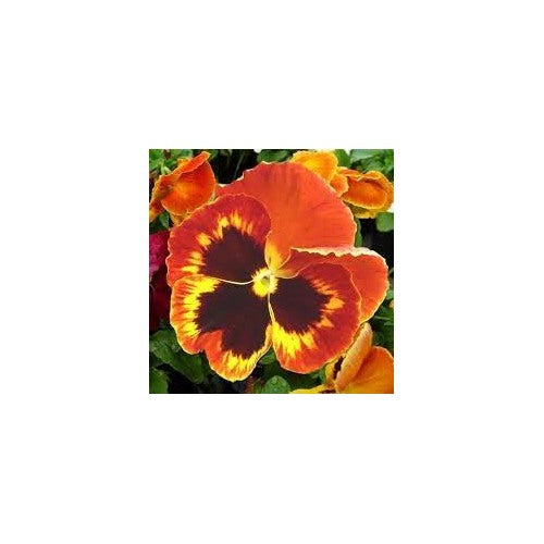 Heirloom Non-GMO Yellow Red Pansy Flower Seeds for Planting [neera-v5-e602d6972fb381fdd47b]