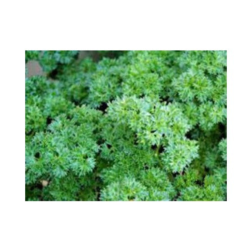 Parsley Triple Curled Heirloom Non Gmo Parsley Non Gmo Flower Seeds Home Garden Planting, [neera-v5-e6095aa514fdc9cf2cc8]
