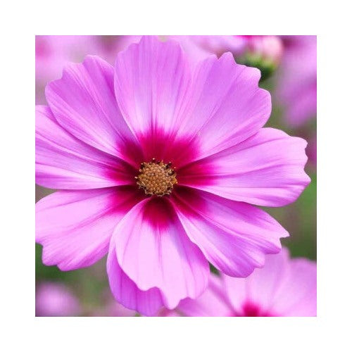 Gloria Cosmos Planting Non Gmo Store Heirloom Flower Seeds Home Garden Planting, Blooming [neera-v5-e613a2258da0cffd80d2]