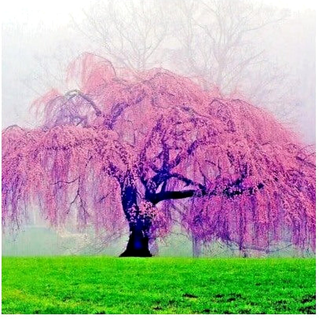 Japanese Weeping Sakura Cherry Blossom Flower Tree Planting Pendula Fast Hardy Heirloom Non Gmo [neera-v5-e61883b0dcf64a51815b]
