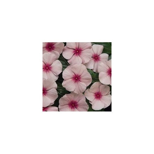 Fragrant Vinca Flower Seeds [neera-v5-e61d368bb5e0dc86e2a9]