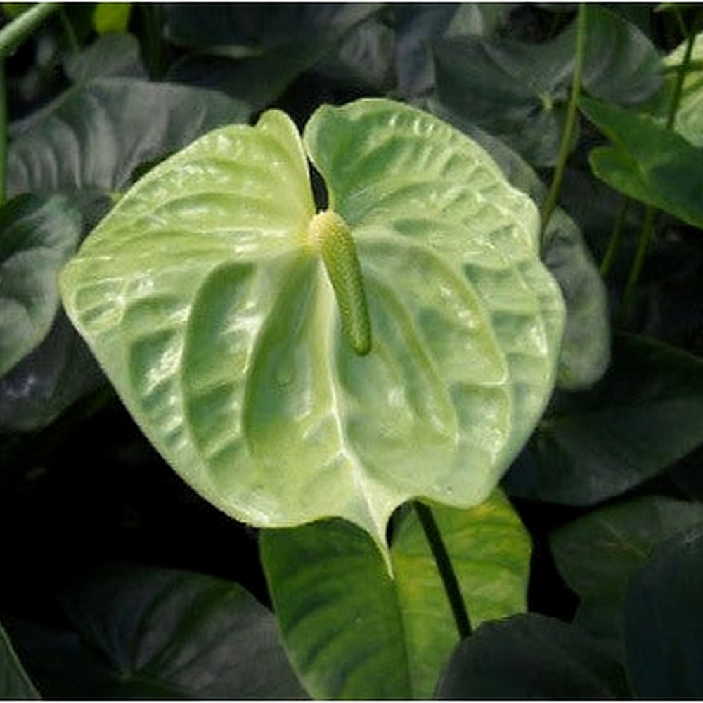 Heirloom Non-GMO Anthurium Flower Seeds for Planting [neera-v5-e61ff9c679e3f48552c1]