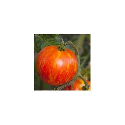 MR Stripey Tomato Seeds for Planting [neera-v5-e620444b852f86a2305a]