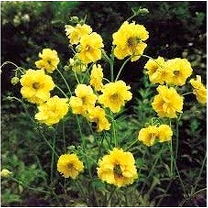 Heirloom Lady Stratheden Flower Seeds, Non-GMO Golden Globe Blooms for Classic Garden Planting [neera-v5-e621d2b33e70bb114f4a]