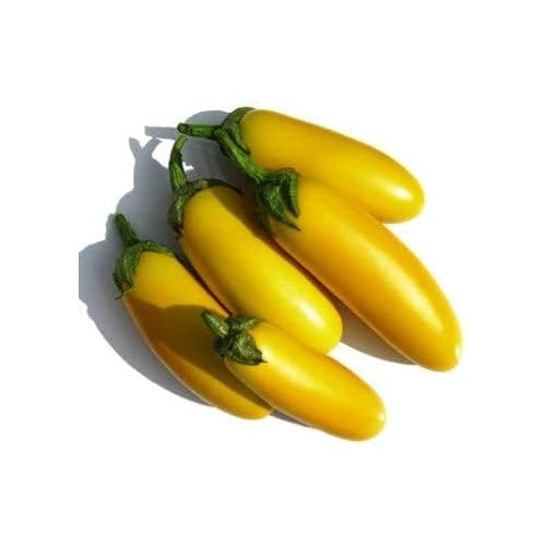 Heirloom Non-GMO Yellow Mix Eggplant Vegetable Seeds for Home Garden Planting [neera-v5-e62a17134e0447a08740]