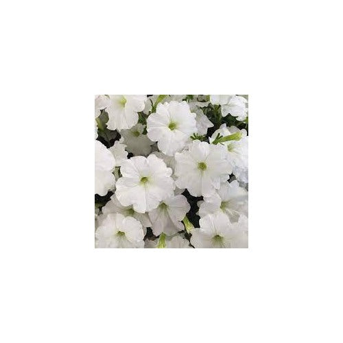 White Petunia Flower Seeds for Planting [neera-v5-e630d76ae5321a57ac8c]