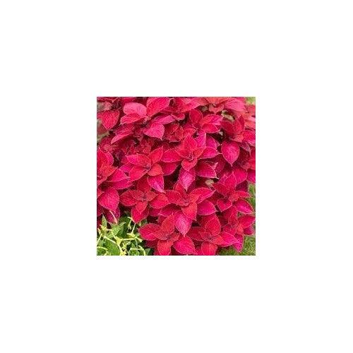 Pink Dragon Coleus Plant Seeds [neera-v5-e657b5f918460c82f4bc]