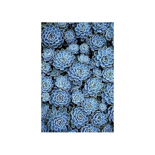 Sky Blue Ornamental Plant Seeds [neera-v5-e658284dc67cb683239a]