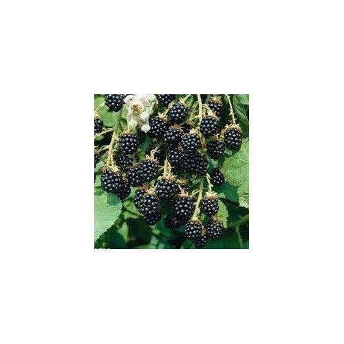 Blackberry Fruit Seed Collection for Planting | Heirloom Non-GMO Organic Garden Seeds [neera-v5-e65bebfc0fea703c66db]