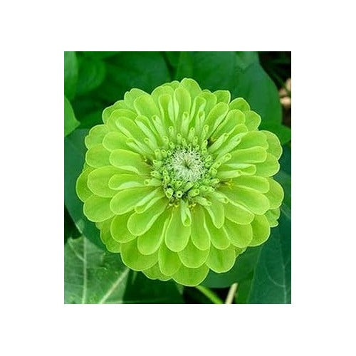 Organic Heirloom Non-GMO Light Green Zinnia Seeds for Planting [neera-v5-e65ed11b79b40c58862d]