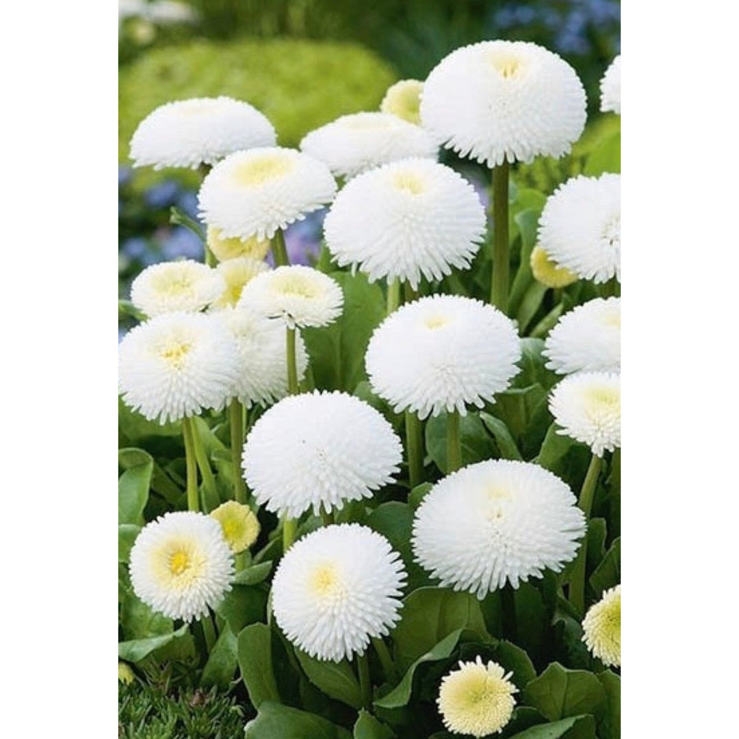 White Bellis Flower For Planting Flower Seeds for Home Garden Planting, Premium Organic Blooming [neera-v5-e65eff4cafebc7fa9c31]