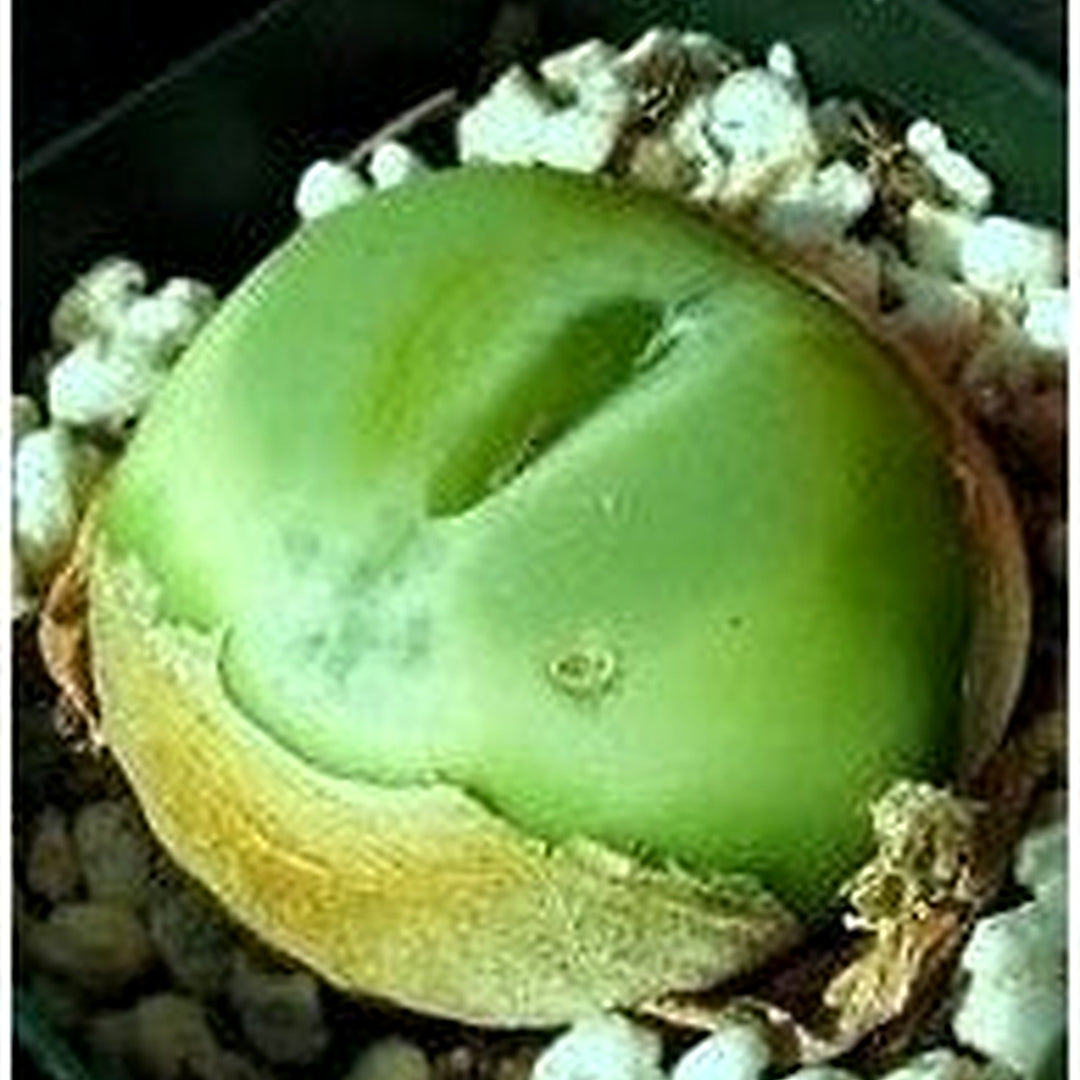 Conophytum Ratum Seeds [neera-v5-e66299e845d6002a9f55]