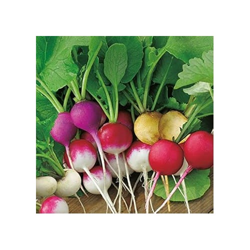 Mixed Colour Radish Seeds for Planting [neera-v5-e664c45958cb8d97d1c3]