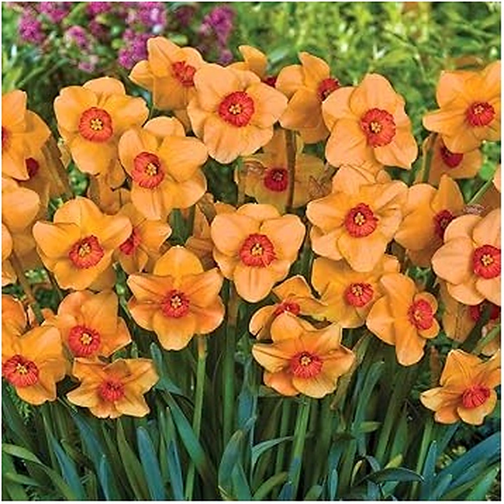 Orange Dark Yellow Daffodil Flower Seeds for Planting [neera-v5-e664ed5d083fa0eee1c8]