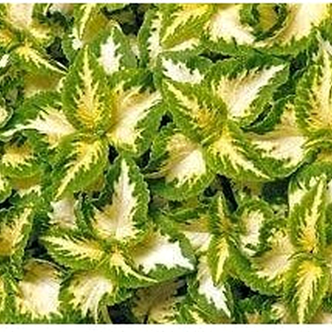Green Yellow Heirloom Coleus Flower For Planting Non Gmo Decorative Ornamental Foliage Variety [neera-v5-e677d517ebf74564f995]