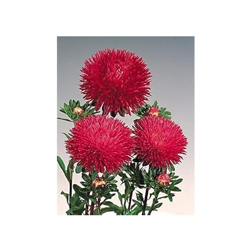 Dark Maroon Aster Heirloom Non-GMO Seeds for Planting [neera-v5-e678953905cb148c5e72]