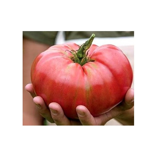 Big Red Tomato Seeds for Planting [neera-v5-e67c2f71c5b45b58d182]