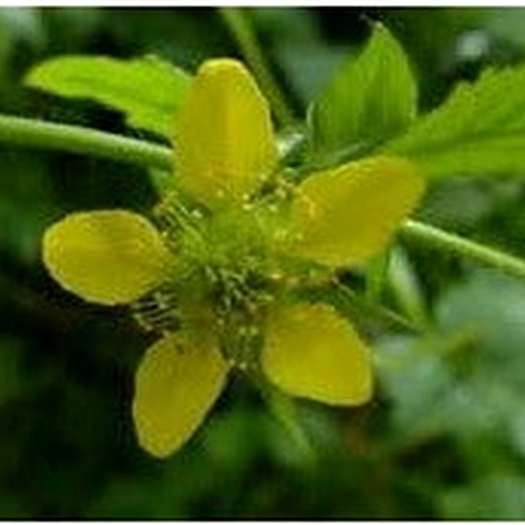 Yellow Wetland Seeds for Planting [neera-v5-e6897a70d4ffbbf924e8]